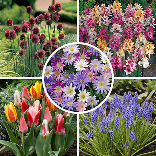 Spring Flowering 150 Bulb Collection Spring Flowering 150 Bulb Collection