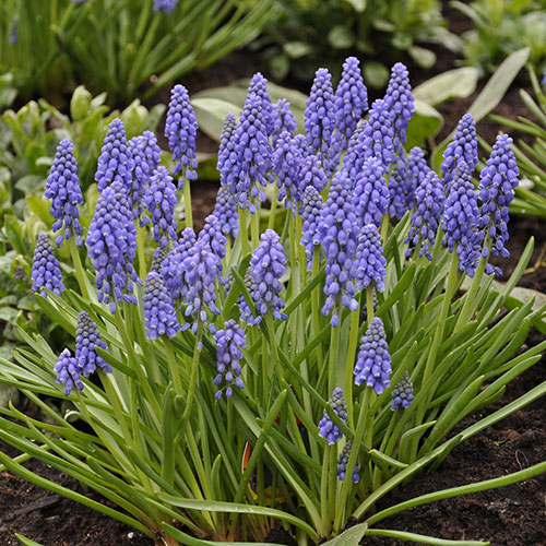 Spring Flowering 150 Bulb Collection Spring Flowering 150 Bulb Collection