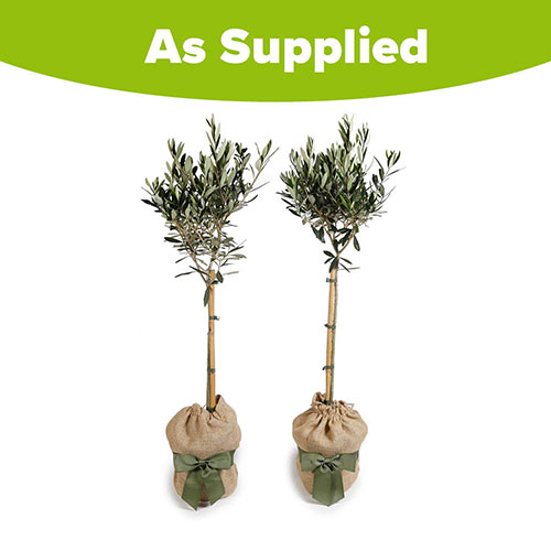 Pair of Olive Trees Gift Wrapped Pair of Olive Trees Gift Wrapped