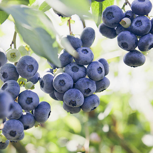 The Complete Blueberry Collection with Compost The Complete Blueberry Collection with Compost