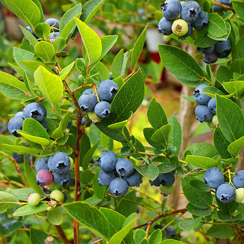 The Complete Blueberry Collection with Compost The Complete Blueberry Collection with Compost