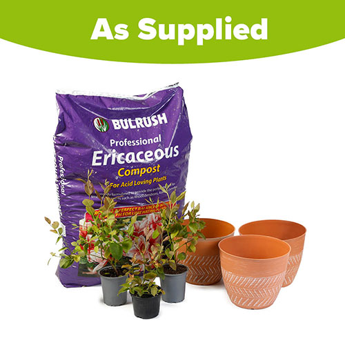 The Complete Blueberry Collection with Compost The Complete Blueberry Collection with Compost