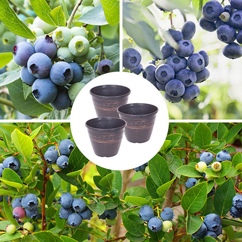 Complete Juicy Blueberry Collection