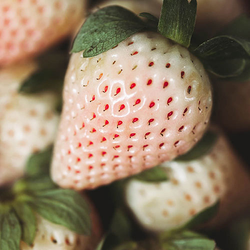 Complete Strawberry Pineberry Patio Collection Complete Strawberry Pineberry Patio Collection