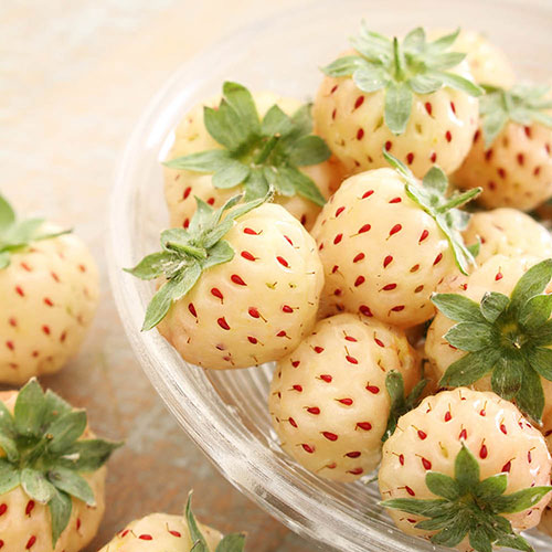 Complete Strawberry Pineberry Patio Collection Complete Strawberry Pineberry Patio Collection