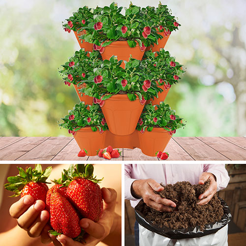 Complete Strawberry Sweet Colossus Patio Collection