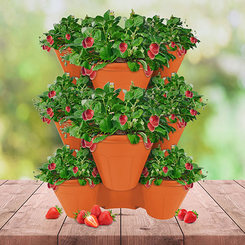 Complete Strawberry Sweet Colossus Patio Collection Complete Strawberry Sweet Colossus Patio Collection