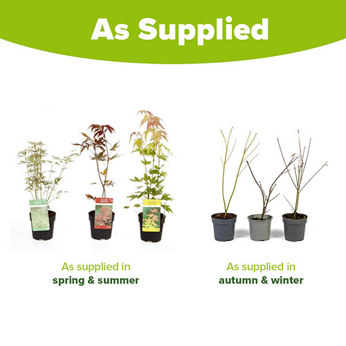 Complete Patio Acer Collection Complete Patio Acer Collection