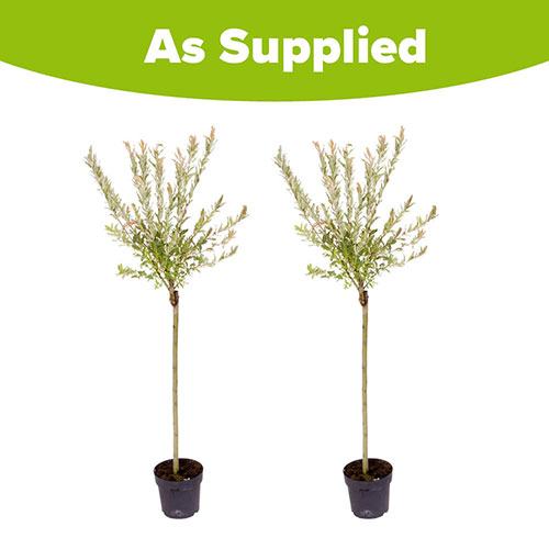 Flamingo Willow Salix Hakuro-nishiki Tree Flamingo Willow Salix Hakuro-nishiki Tree