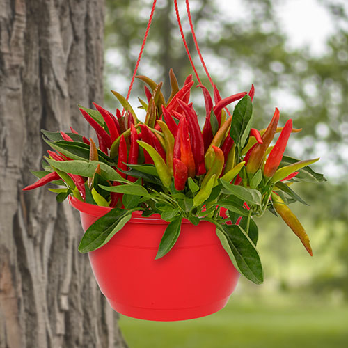 Pre-Planted Chilli Pepper Hanging Baskets