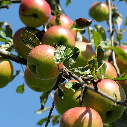 Apple Braeburn Apple Braeburn