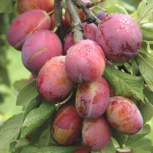 Plum Victoria Plum Victoria
