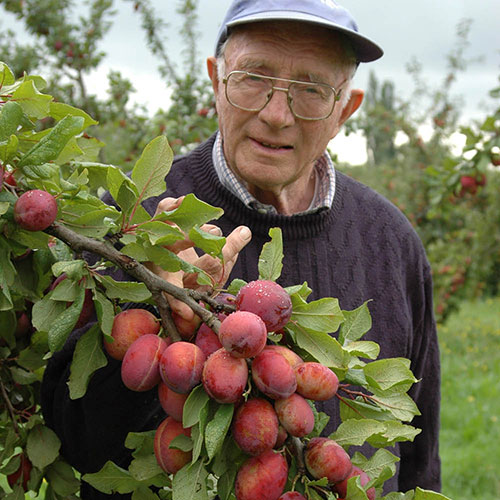 Plum Victoria Plum Victoria