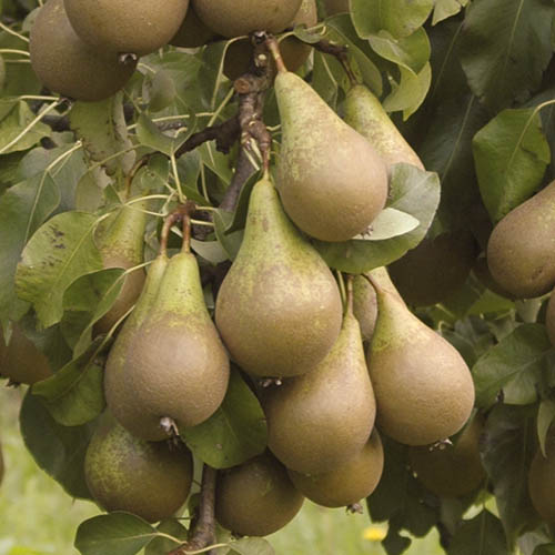Conference Pear Tree