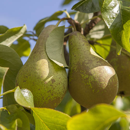 Conference Pear Tree Conference Pear Tree