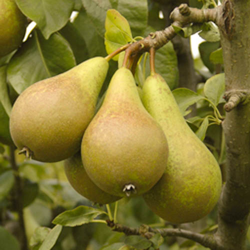 Conference Pear Tree Conference Pear Tree