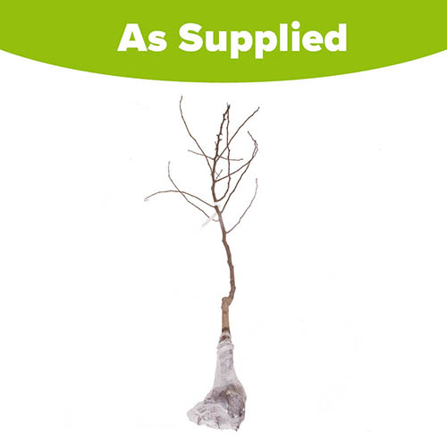 Conference Pear Tree Conference Pear Tree