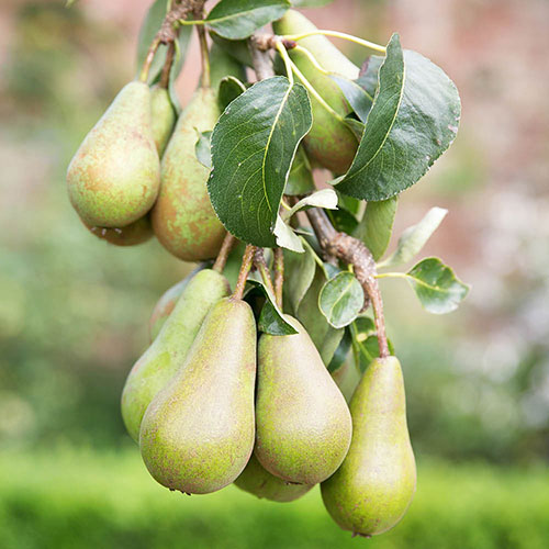 Conference Pear Tree Conference Pear Tree