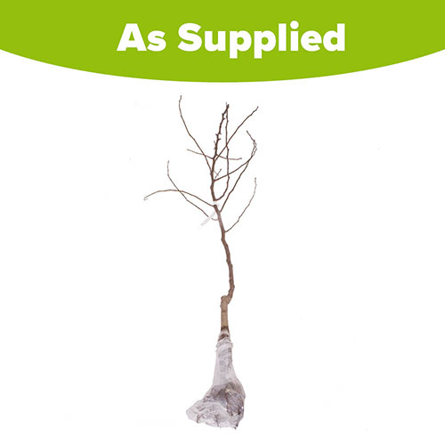 Conference Pear Tree Conference Pear Tree