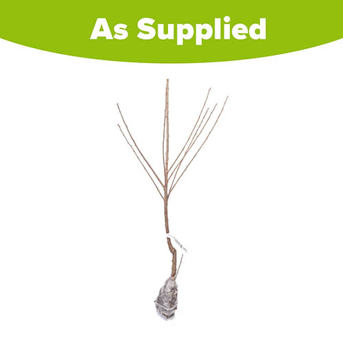 Cherry Stella Tree Cherry Stella Tree