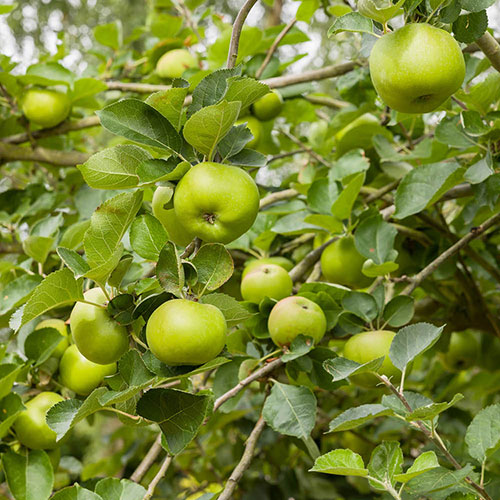 Bramley Apple Tree Bramley Apple Tree