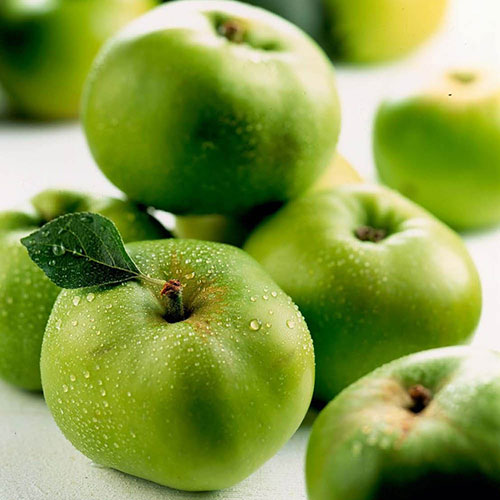 Bramley Apple Tree Bramley Apple Tree