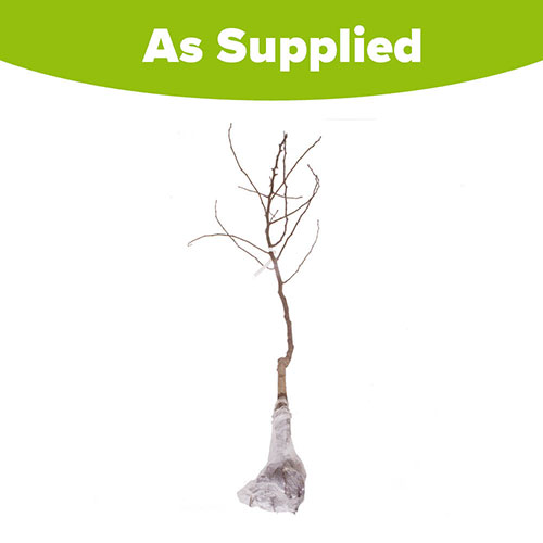 Bramley Apple Tree Bramley Apple Tree