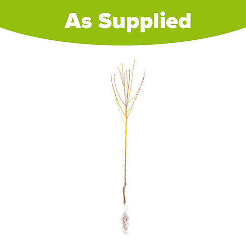 Peach Redhaven Tree Peach Redhaven Tree