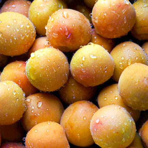 Apricot Early Moorpark Tree Apricot Early Moorpark Tree