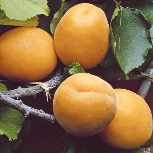 Apricot Early Moorpark Tree Apricot Early Moorpark Tree