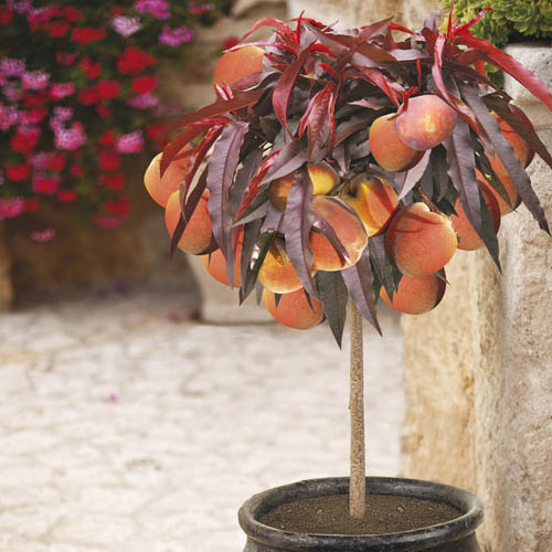 Patio Peach Crimson Bonfire Tree