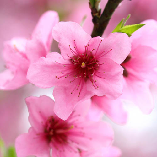 Patio Peach Crimson Bonfire Tree Patio Peach Crimson Bonfire Tree