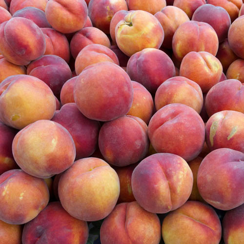 Patio Peach Crimson Bonfire Tree Patio Peach Crimson Bonfire Tree