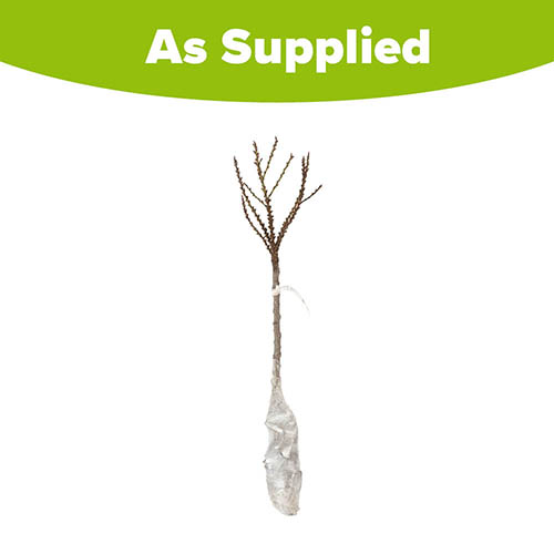 Patio Peach Crimson Bonfire Tree Patio Peach Crimson Bonfire Tree