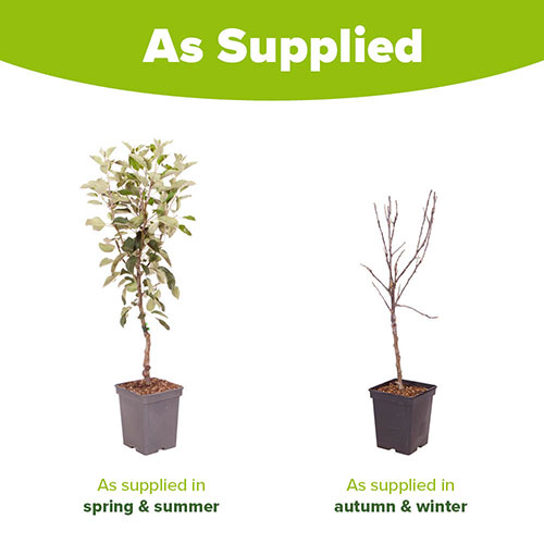 Apple Braeburn Apple Braeburn