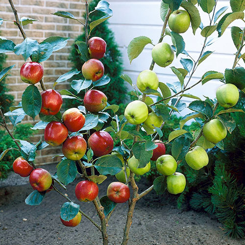 Duo Fruit Tree - Apple Bramley & Braeburn