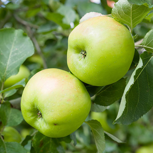 Duo Fruit Tree - Apple Bramley & Braeburn Duo Fruit Tree - Apple Bramley & Braeburn