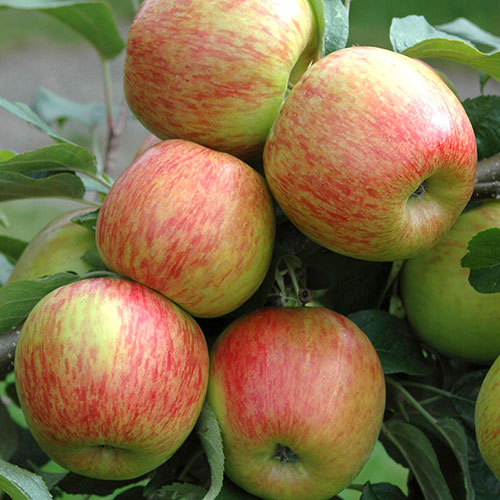 Duo Fruit Tree - Apple Bramley & Braeburn Duo Fruit Tree - Apple Bramley & Braeburn
