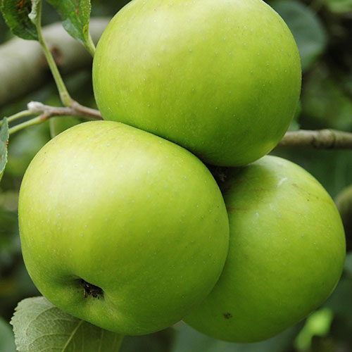 Duo Fruit Tree - Apple Bramley & Braeburn Duo Fruit Tree - Apple Bramley & Braeburn