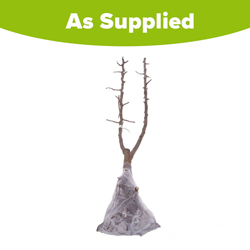 Duo Fruit Tree - Apple Bramley & Braeburn Duo Fruit Tree - Apple Bramley & Braeburn