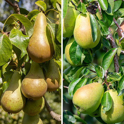 Duo Fruit Tree - Pear Conference & Concorde Duo Fruit Tree - Pear Conference & Concorde