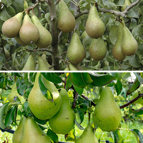 Duo Fruit Tree - Pear Conference & Concorde Duo Fruit Tree - Pear Conference & Concorde
