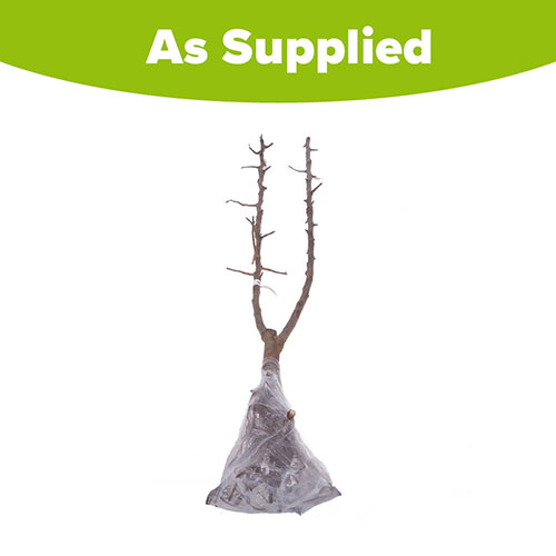 Duo Fruit Tree - Pear Conference & Concorde Duo Fruit Tree - Pear Conference & Concorde