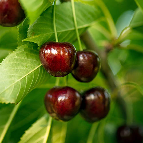 Duo Fruit Tree - Cherry Stella & Sunburst Duo Fruit Tree - Cherry Stella & Sunburst