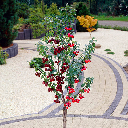 Duo Fruit Tree - Cherry Stella & Sunburst Duo Fruit Tree - Cherry Stella & Sunburst