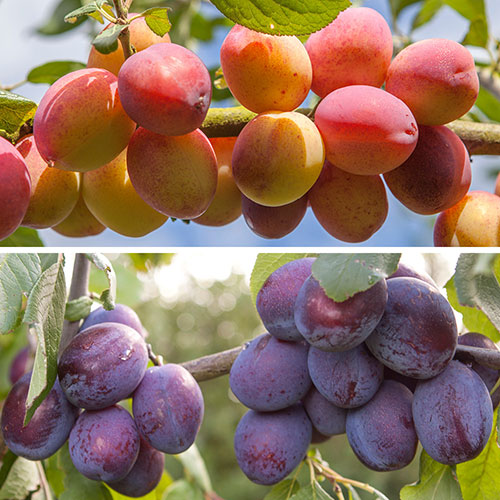 Duo Fruit Tree - Plum Victoria & Czar
