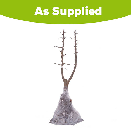 Duo Fruit Tree - Plum Victoria & Czar Duo Fruit Tree - Plum Victoria & Czar