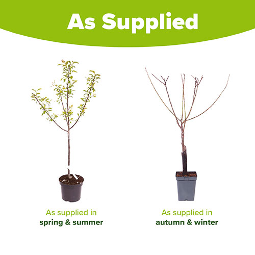 Plum Mirabelle de Nancy Plum Mirabelle de Nancy