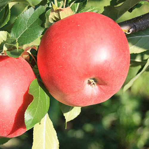 Patio Apple Sun Red (R) Tree