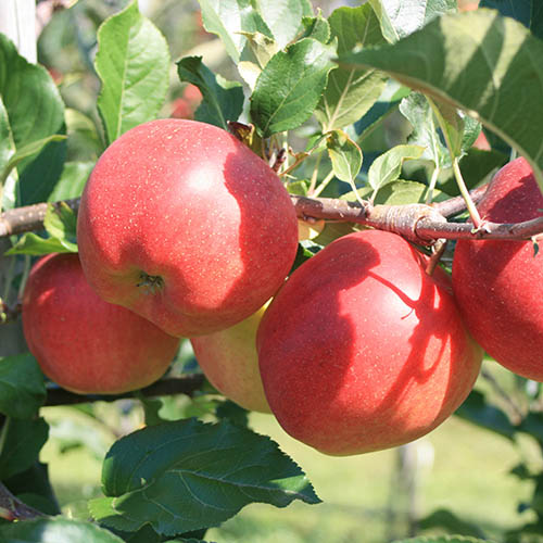 Patio Apple Sun Red (R) Tree Patio Apple Sun Red (R) Tree